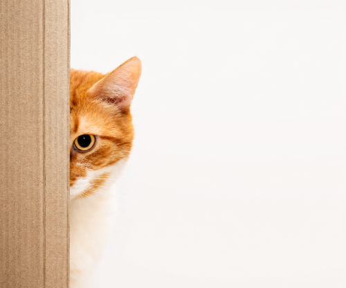 gato escondido si buscas empleo no te escondas en las redes sociales